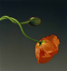 Robert Mapplethorpe: A Perfectionist at Kunsthal Rotterdam